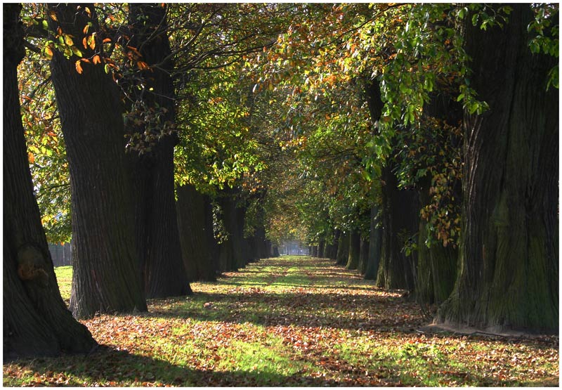 Die Kastanienallee