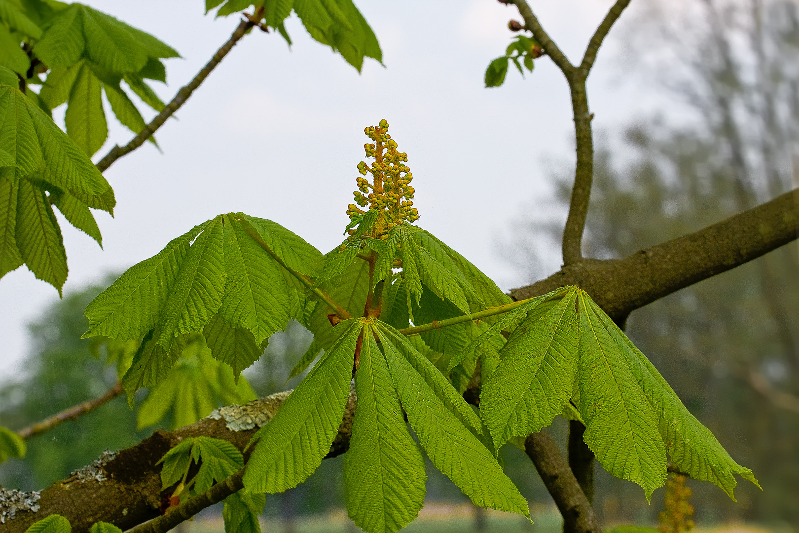 Die Kastanienblüte hat begonnen