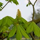 Die Kastanienblüte hat begonnen