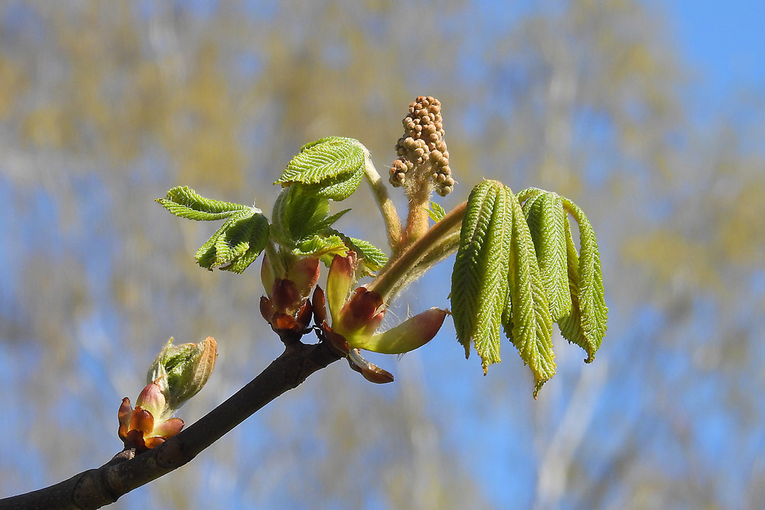 Die Kastanienblüten