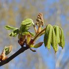 Die Kastanienblüten