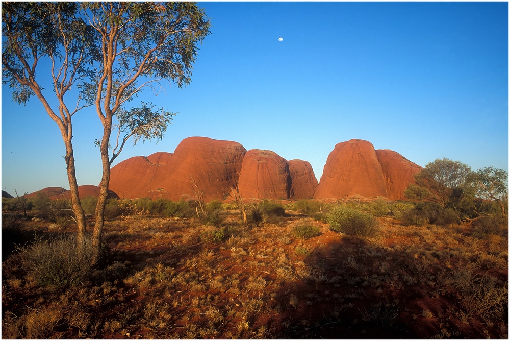 Die Kata Tjuta / Olgas im Abendlicht