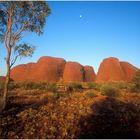 Die Kata Tjuta / Olgas im Abendlicht