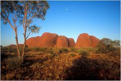 Die Kata Tjuta / Olgas im Abendlicht