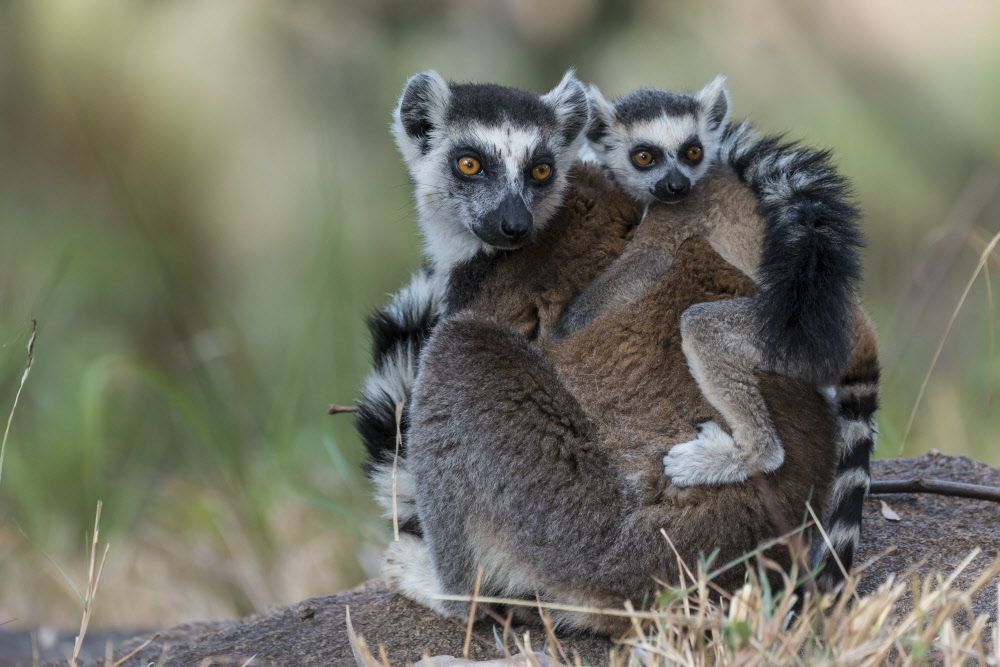 Die Kattas (Lemur catta) auf Madagaskar endemisch.