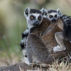 Die Kattas (Lemur catta) auf Madagaskar endemisch.