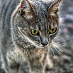 Die Katz als PSEUDO - HDR