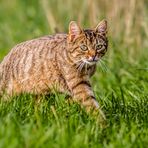 "Die Katz am Feld"