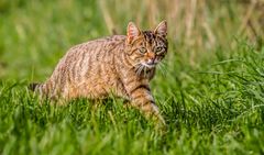 "Die Katz am Feld"