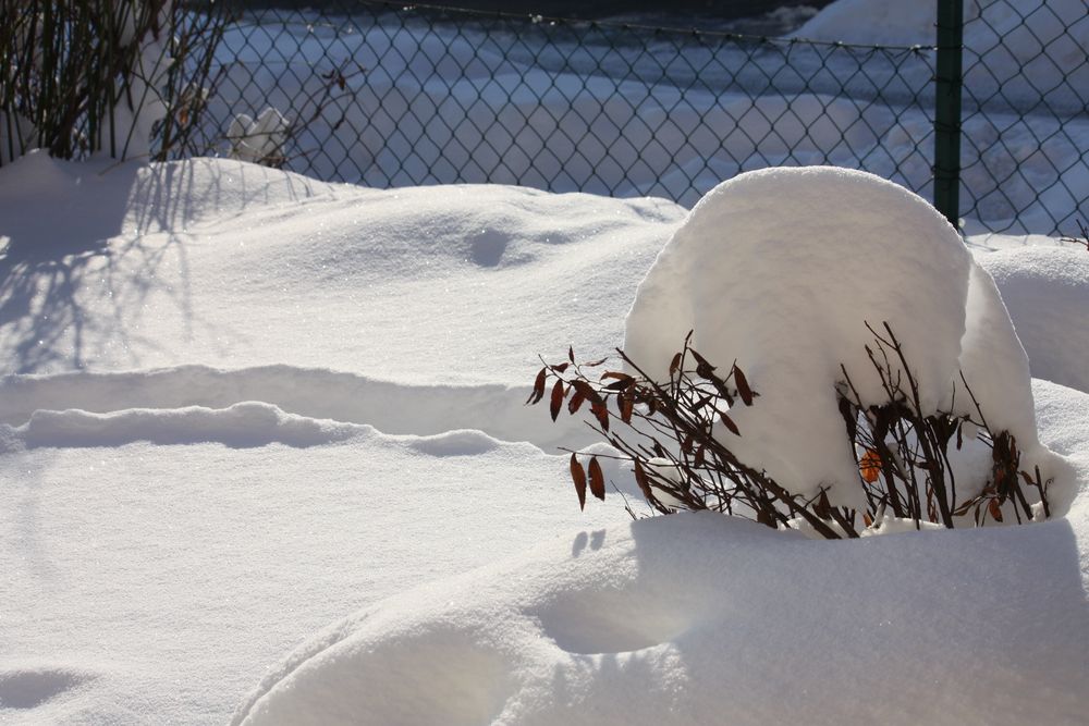 Die Katz traut sich nicht raus, es ist ihr zuviel Schnee