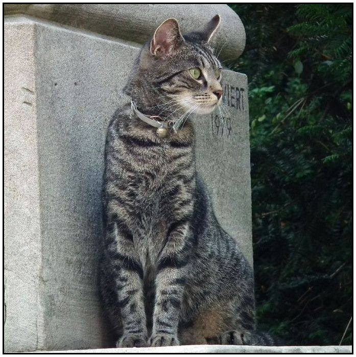 Die Katz' vom Kriegerdenkmal (1) ...