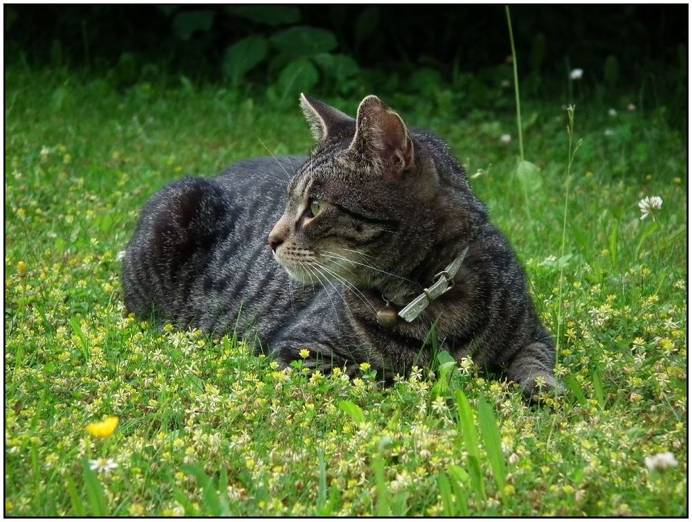 Die Katz' vom Kriegerdenkmal (4) ...