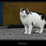 Die Katze...