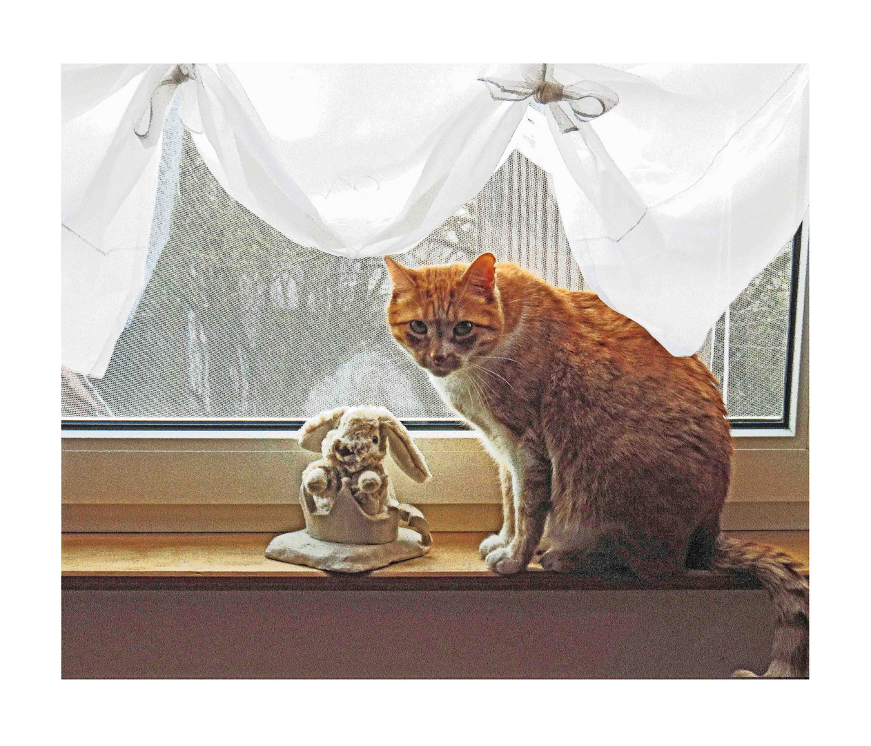 Die Katze am Fenster Foto & Bild natur, katzen, tiere Bilder auf
