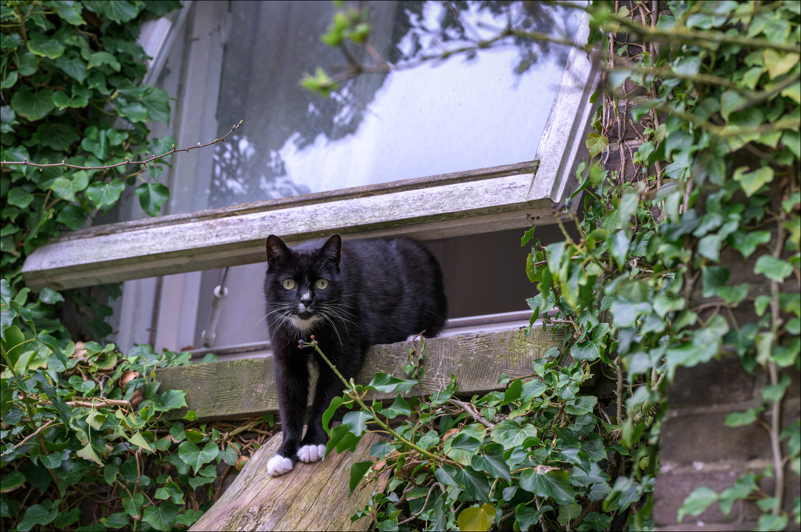 Die Katze am Fenster