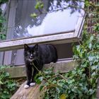 Die Katze am Fenster