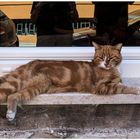 Die Katze am Fenster