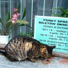 die Katze am Fenster