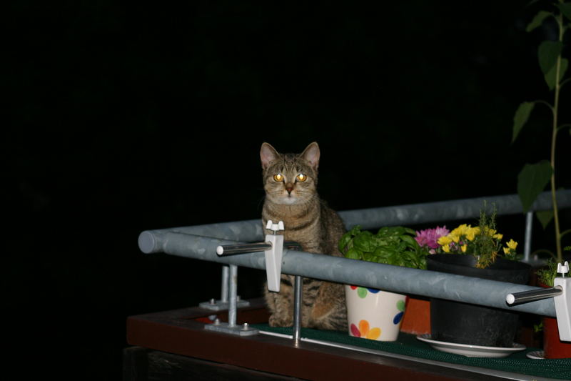 Die Katze auf dem Balkon Foto & Bild tiere, zoo, wildpark & falknerei, säugetiere Bilder auf
