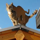 Die Katze auf dem Blechdach!