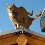Die Katze auf dem Blechdach!