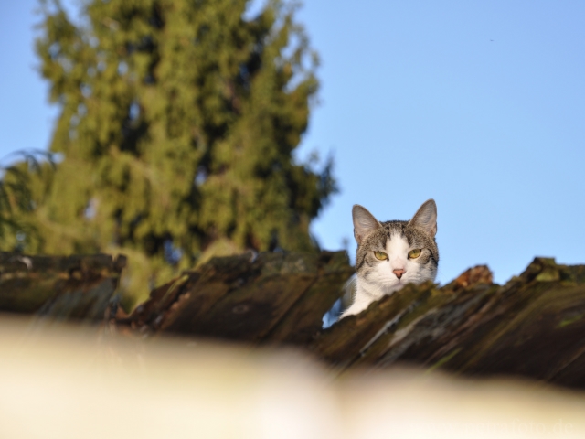 Die Katze auf dem Dach...