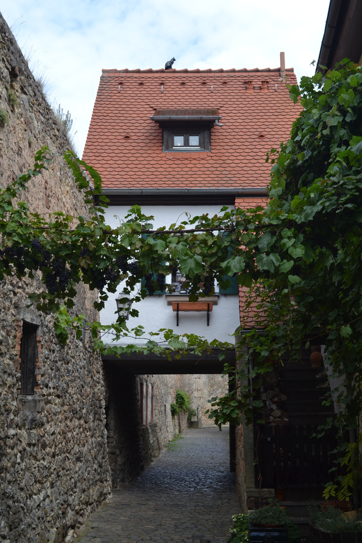 Die Katze auf dem Dach 