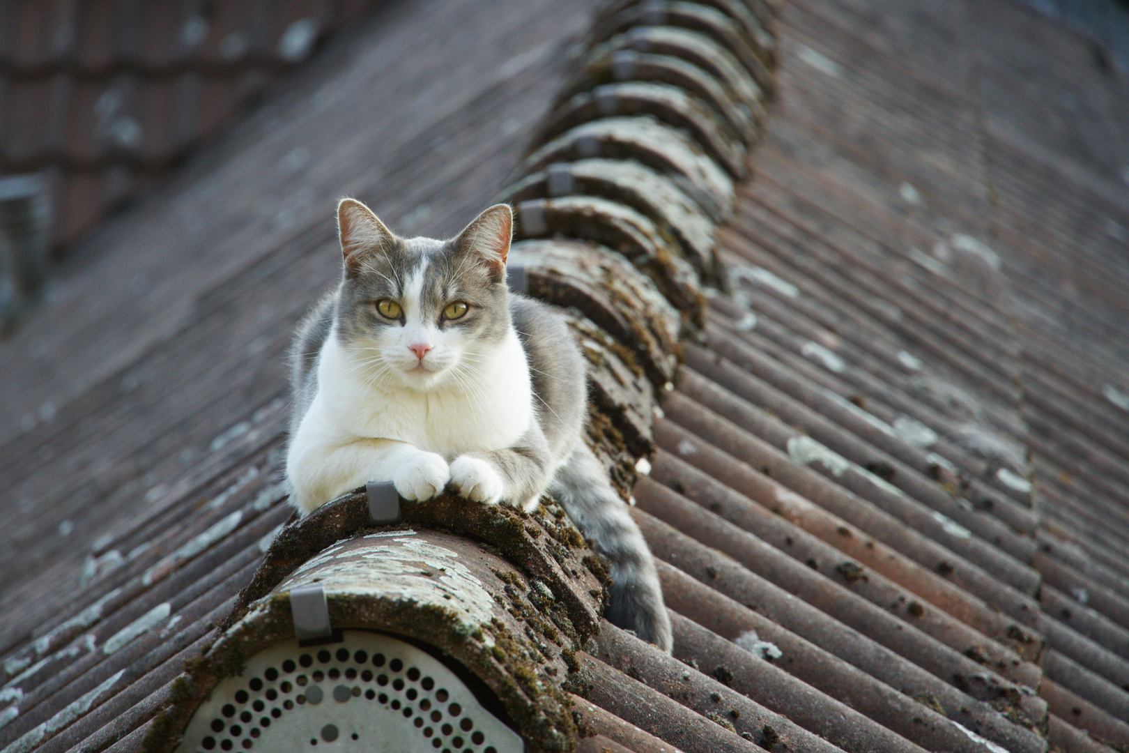 Die Katze auf dem Dach