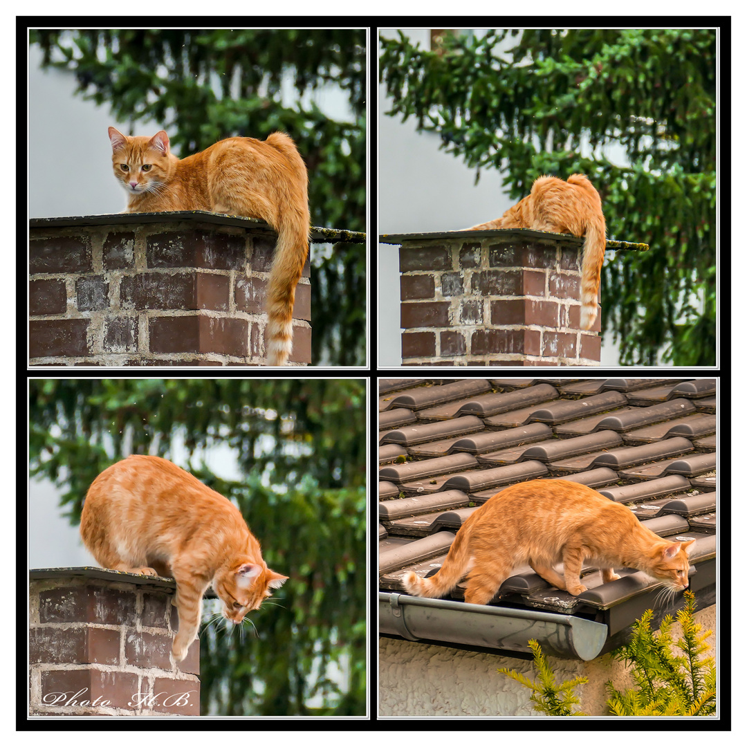 Die Katze auf dem Dach