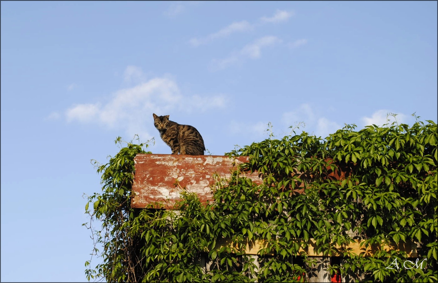 Die Katze auf dem Dach.....