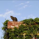 Die Katze auf dem Dach.....