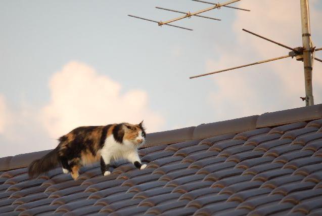 Die Katze auf dem Dach...