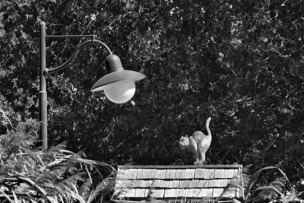 Die Katze auf dem Dach