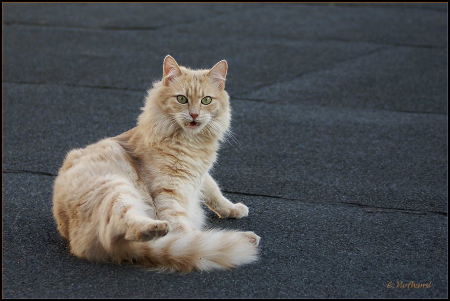 ...Die Katze auf dem Dach...