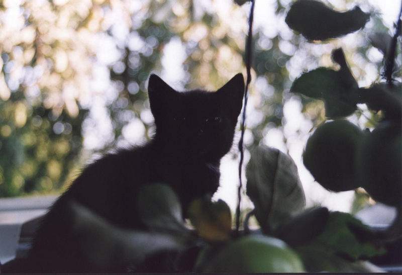 die Katze auf dem Dach