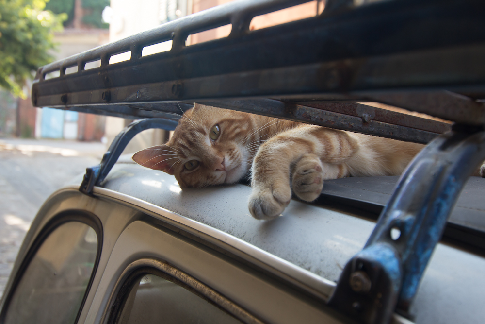Die Katze auf dem Fiat-Faltdach
