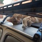 Die Katze auf dem Fiat-Faltdach