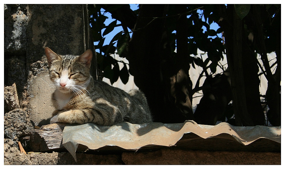 Die Katze auf dem heißem Blechdach