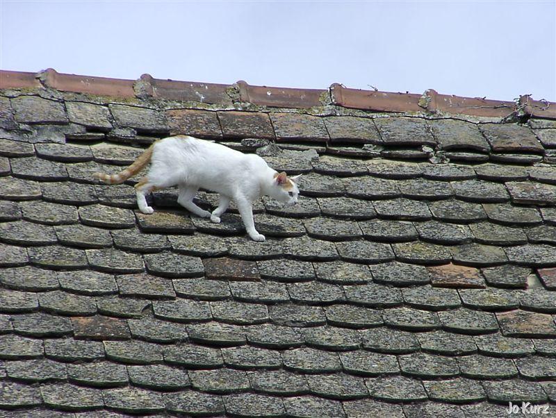 Die Katze auf dem heissen........