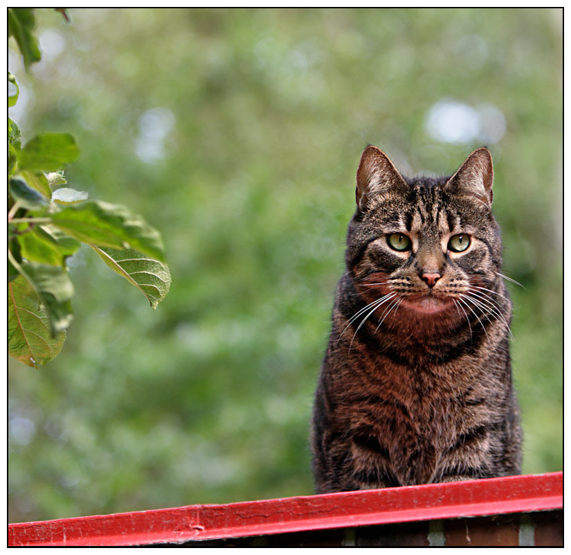 die katze auf dem heißen....