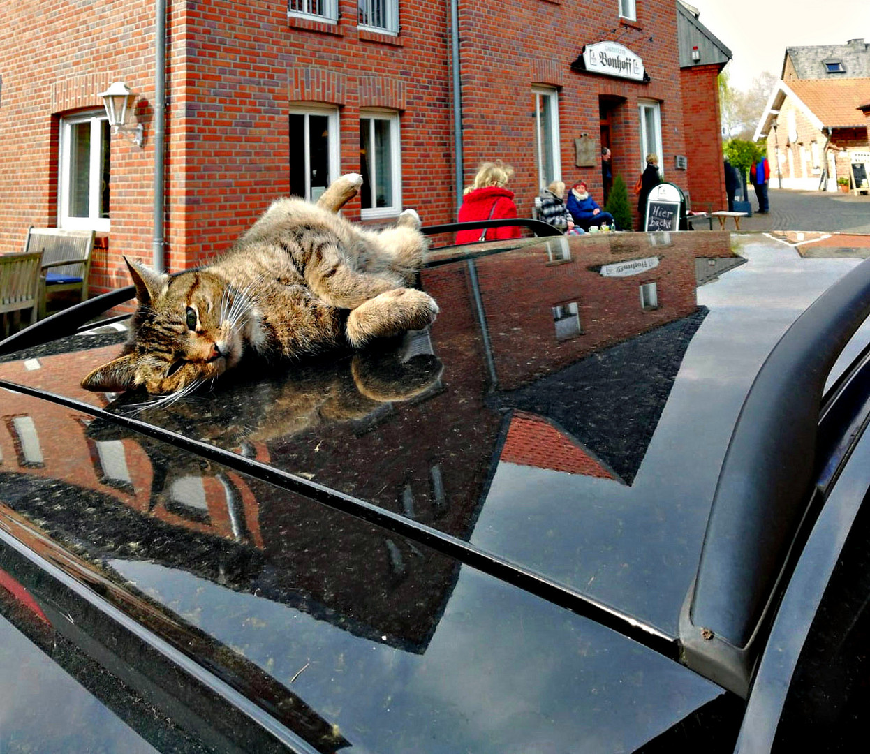 "-Die Katze auf dem heißen (Auto-)Blechdach-"