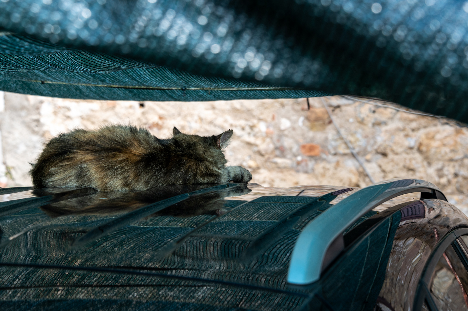 Die Katze auf dem heißen Autodach