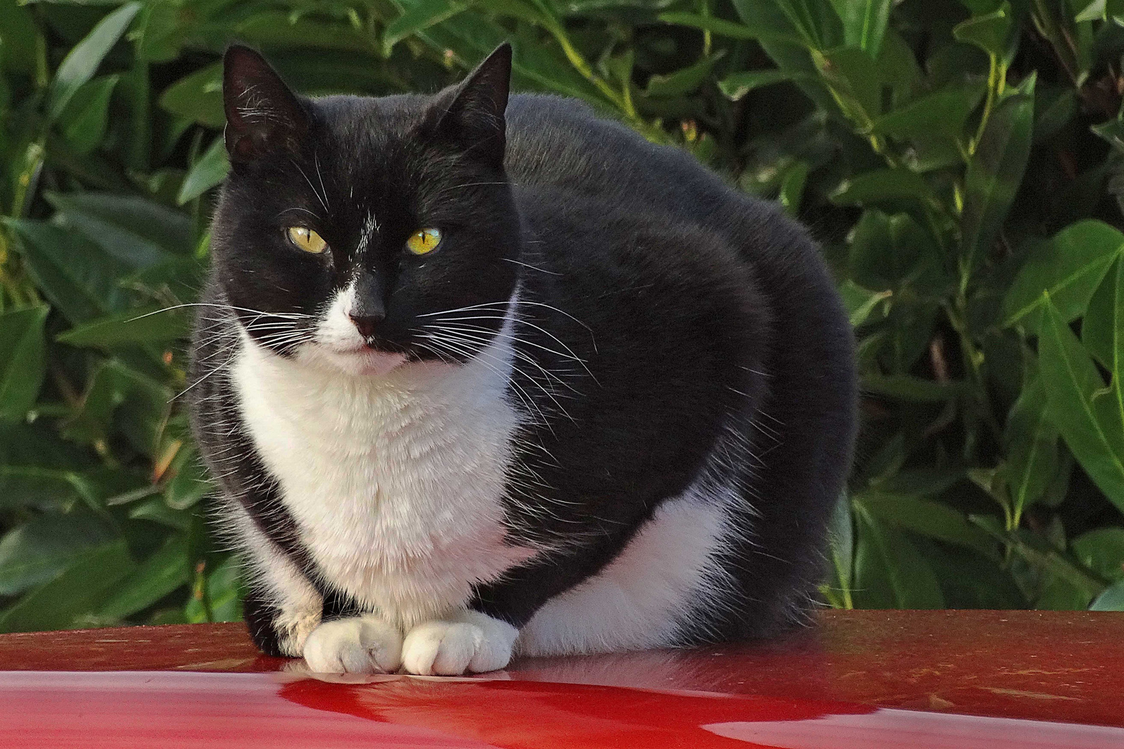 Die Katze auf dem heißen Blechdach