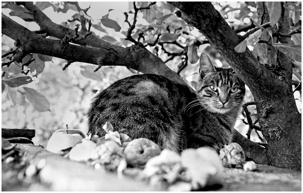 Die Katze auf dem heißen Blechdach