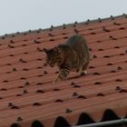 Die Katze auf dem "heißen" Blechdach