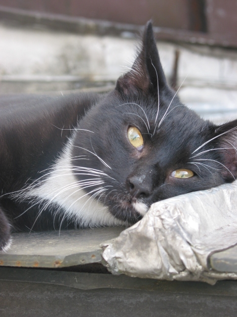 Die Katze auf dem heißen Blechdach