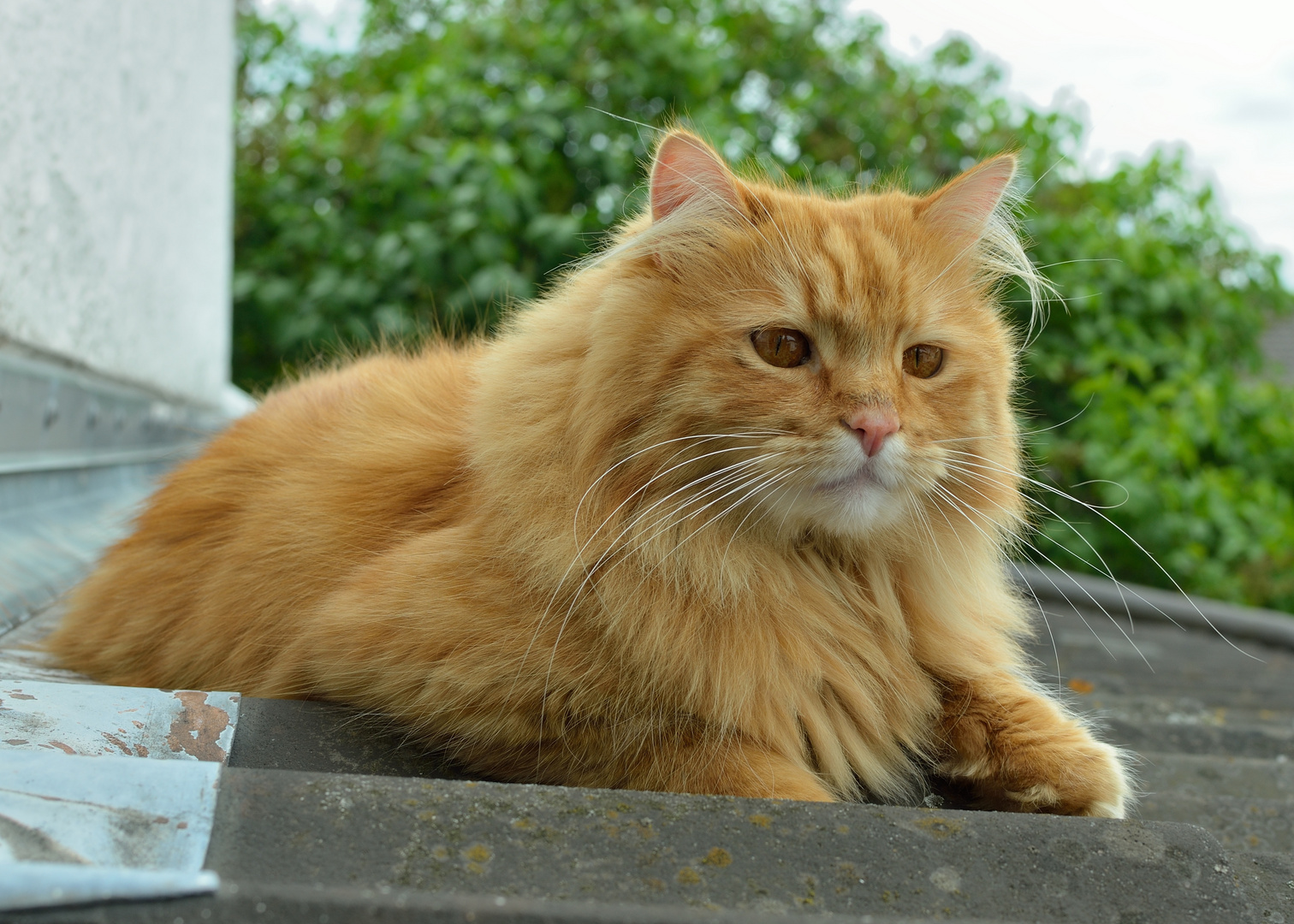 Die Katze auf dem heissen (Blech)dach