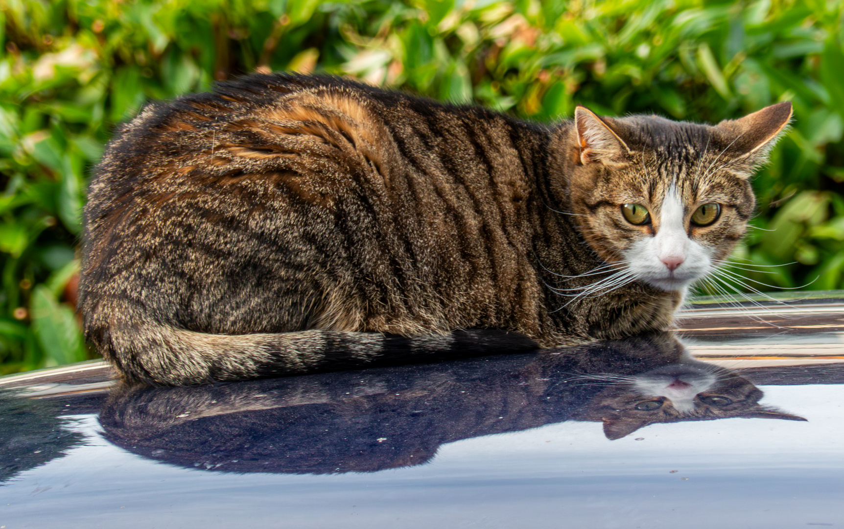 Die Katze auf dem heißen Blechdach