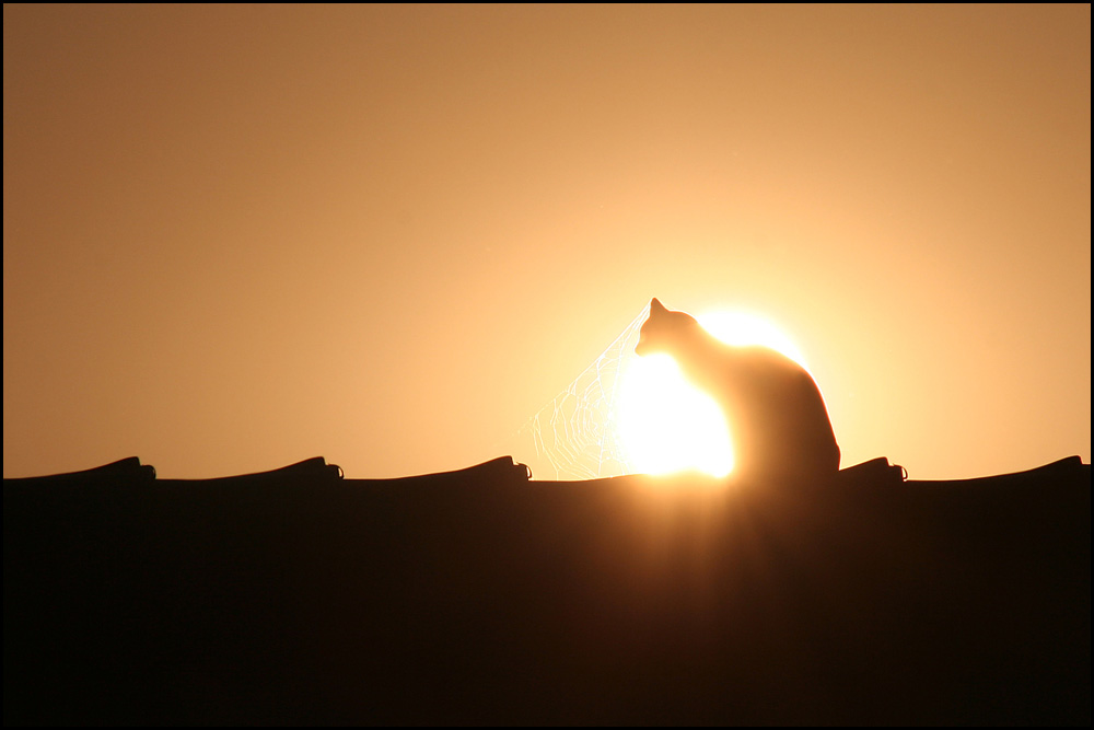 die Katze auf dem heißen Blechdach