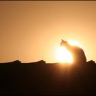 die Katze auf dem heißen Blechdach